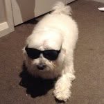 Coco Molina - @best_dog_coco - Instagram