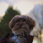 Hi I'm Coco 🐩 - @coco_molina_ - Instagram