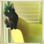 Coco Moore - @acatnamedcoco - Instagram