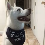 Coco S. Moore - @cocothedawggg - Instagram