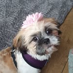 Coco Myers - @coco_melon_shitzu - Instagram