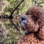 CoCo & Nash - @lifeoftwo_doodles - Instagram
