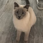 Coco Nash - @cocobean323 - Instagram