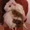 Coco&Nash - @cocoandnash - TikTok