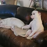 Chris and coco nichols - @nichol_american_bulldogs - Instagram