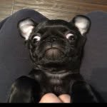Coco Ortiz - @coco_theblackpug - Instagram