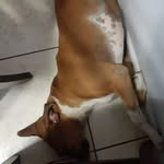 Coco Ortiz - @coco_la_boxer - Instagram