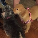 Charlotte and Coco Powers - @charlotte_and_coco_ - Instagram