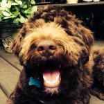 Jaimoe Coco Flufferpuff Powers - @jj_thegdoodle - Instagram