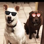 Coco & Preston 🐾 - @cococolaswaggyp - Instagram