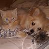 Preston and Coco - @preston_coco_chanel - TikTok