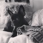 Coco Price - @cocothefrenchey - Instagram