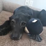 Coco price - @coco_the_guard_dog2006 - Instagram