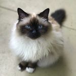 COCO PUFF - @coco_puff_the_traveling_cat - Instagram
