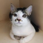 Coco Puff - @coco_catto_puff - Instagram