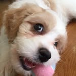 Coco Puff - @cocopuff0427 - Instagram