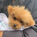 Coco Puff🐻 - @cocospuff - Instagram