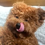 Coco Puff - @momtococopuff - Instagram