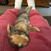Coco puff - @cocopuff1747 - TikTok