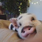 Coco-Puff & Batou 🐷 - @cocopufflecochon - Instagram