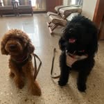 Coco Puff and Pepsi 🧿🍀 - @lordcocopuff - Instagram