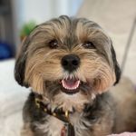 Coco Puff 🐶Tibetan Terrier - @coocooforcocopuff - Instagram