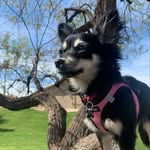 ♥️🐾 Coco Puffs🐾♥️ - @munch_cocopuffs - Instagram