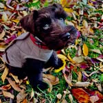 Coco Puffs - @coco_theminischnauzer_ - Instagram