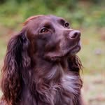 Coco puffs - @cocopuffs_thespaniel - Instagram