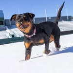 Coco Puffs Evans - @uhoh_coco - Instagram