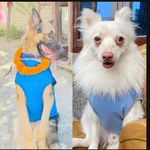 🐾 The two brothers🐶 - @coco_rambo_poudelkshetri - Instagram
