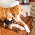 Coco & Rambo - @cocoandrambo - Instagram