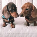 Coco & Rambo - @coco.rambo_theminis - Instagram