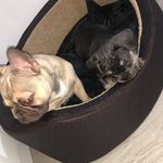 Coco & Rambo 🐶 - @_5star_frenchies_ - Instagram