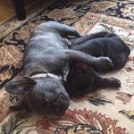 Coco Oscar and Rambo - @lucheypetsquad - Instagram