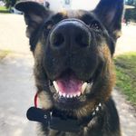 Coco, Rambo & Bella - @our3shepherds - Instagram