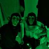 cocorambo - @cocorambo33 - TikTok