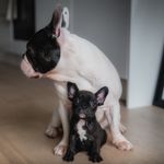 Rambo & Coco | London - @rambo.and.coco - Instagram