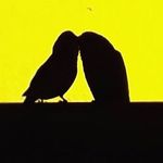 Rambo_coco - @rambo_coco_buddies - Instagram