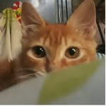Coco Ramos - @kekoasing - Instagram