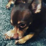 CoCo Ramos - @cocochiuahuah - Instagram