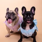 BUSAN COCO RICH (っ◔◡◔)っ ♥🐶 - @coco.__rich - Instagram