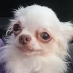 Coco - @coco.rich_thechihuahua - Instagram