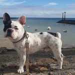 Coco Arrocha Rivas - @cocofrenchie529 - Instagram
