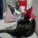 coco chitiva rivas - @coco.nut.kitty - Instagram