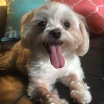 Coco Roberts - @coco_loco_the_rescue - Instagram
