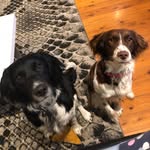 Archie & Coco Robinson - @archie_robinson22 - Instagram