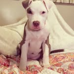 Coco Chanel Robinson🐾 - @coco.robinson2 - Instagram
