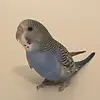 Coco-rogers3510 - @coco_rog3 - TikTok