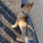 Coco rogers - @cocorogers_theshepard - Instagram